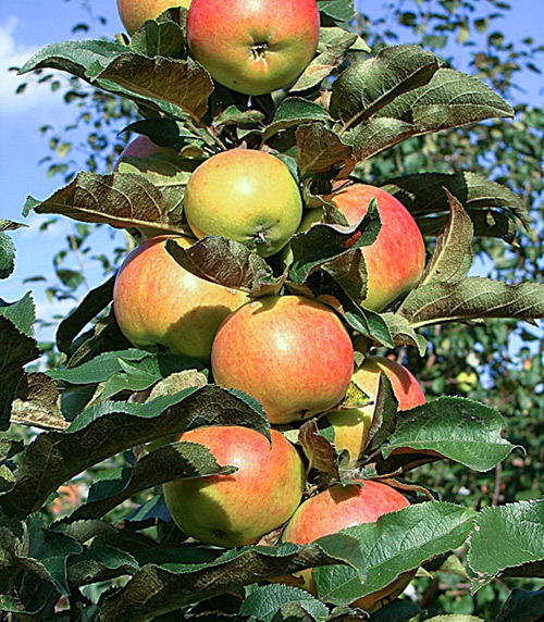 Apple variety Ostankino (columnar)