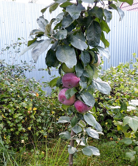 Apple variety Ostankino (columnar)