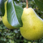 Pear variety Sverdlovchanka