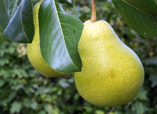 זן אגסים סברדלובצ'נקה