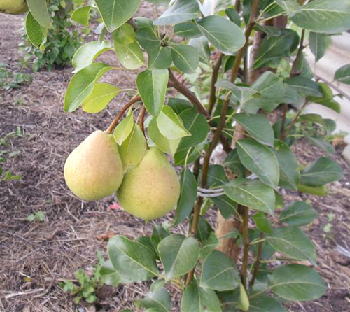 Pear variety Sverdlovchanka