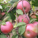 Apple variety Belarusian sweet