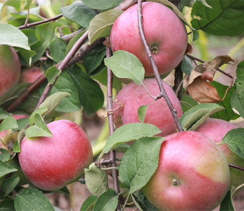 Apple variety Belarusian sweet