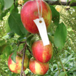 Apple variety Kovalenkovskoe