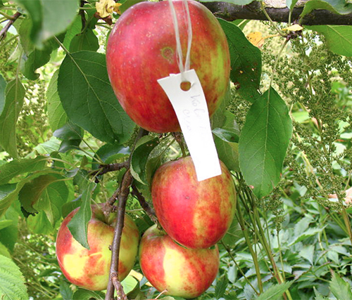 Apple variety Kovalenkovskoe