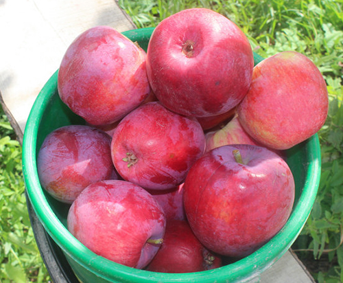 Apple variety Kovalenkovskoe