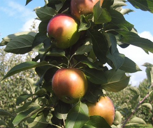 Apple variety Kovalenkovskoe