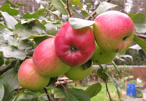 Apple variety Venyaminovskoe