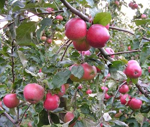 Apple variety Venyaminovskoe