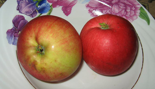 Apple variety Venyaminovskoe