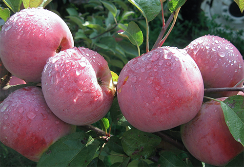 Apple variety Veteran