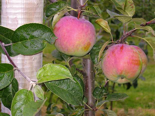 Apple variety Veteran