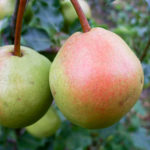 Pear variety Red-sided