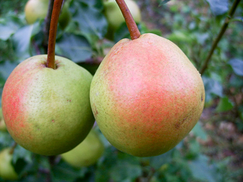 Pear variety Red-sided