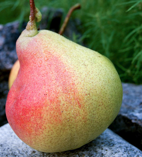 Pear variety Red-sided