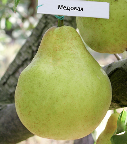 Pear variety Honey (Crimean honey)