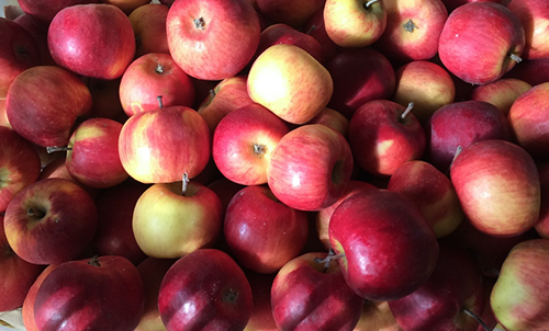 Apple variety Berkutovskoe