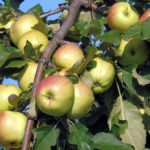 Apple variety Bratchud (Brother of the Chudny)