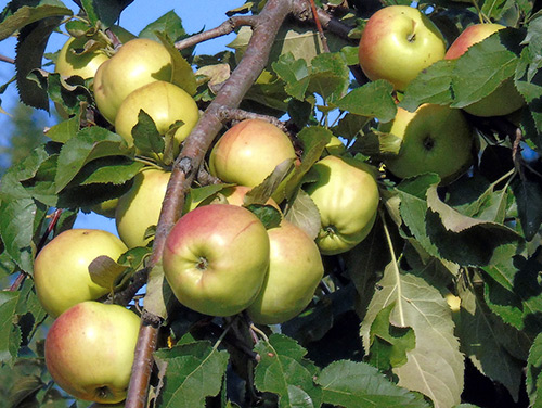 Apple variety Bratchud (Brother of the Chudny)