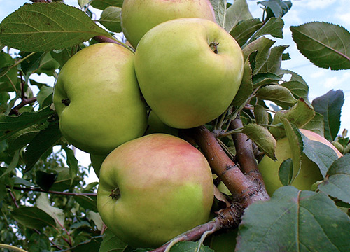 מגוון תפוחים Bratchud (אחי הצ'ודני)