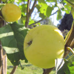 Apple variety Kitayka golden early