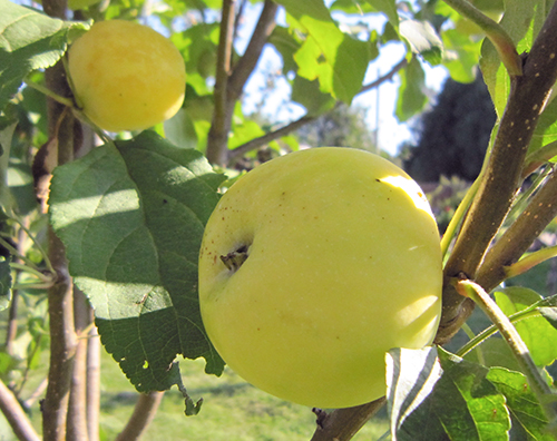 Apple variety Kitayka golden early