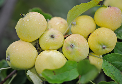 Apple variety Kitayka golden early