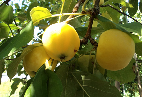 Apple variety Kitayka golden early