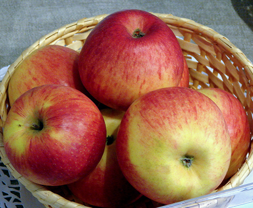 Apple variety Cinnamon new