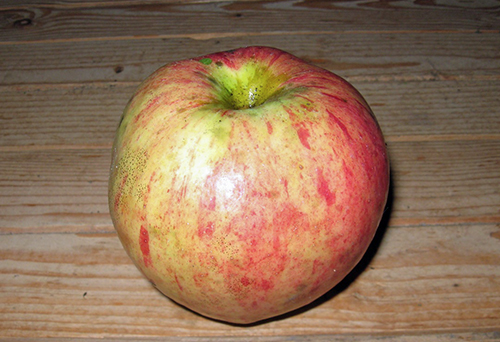 Apple variety Cinnamon new