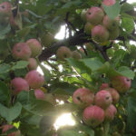 Apple variety Triumph (columnar)