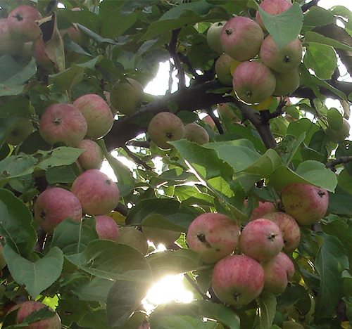 Apple ποικιλία Triumph (στήλη)