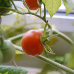 Growing tomatoes on a windowsill