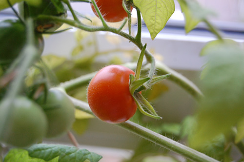 Menanam tomato di ambang tingkap