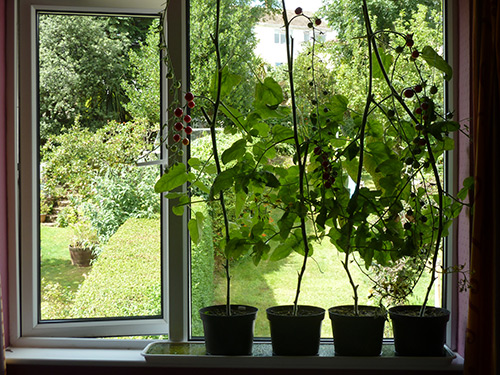 Growing tomatoes on a windowsill