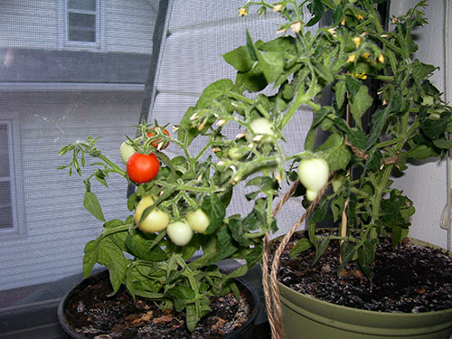 Menanam tomato di ambang tingkap