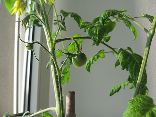 Growing tomatoes on a windowsill