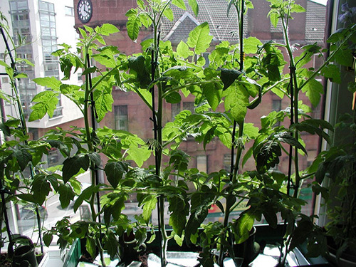 Growing tomatoes on a windowsill