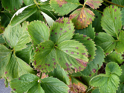 Penyakit strawberi kebun. Pengawalan penyakit strawberi