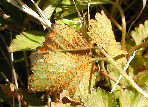 Diseases of garden strawberries. Strawberry disease control