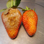 Diseases of garden strawberries. Strawberry disease control