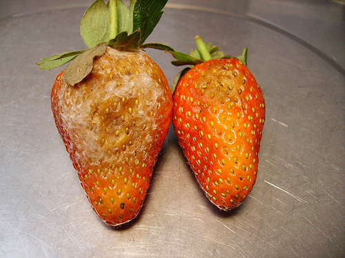 Penyakit strawberi kebun. Pengawalan penyakit strawberi