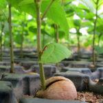 Planting an oak tree