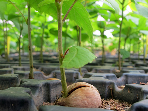 Planting an oak tree