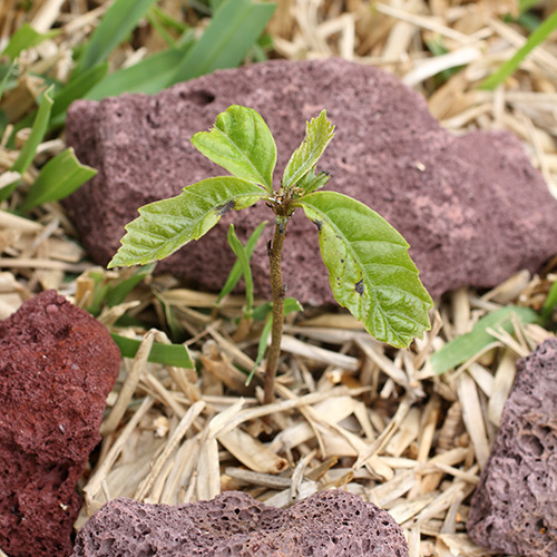 Menanam pokok oak