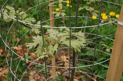 Plante et eiketre