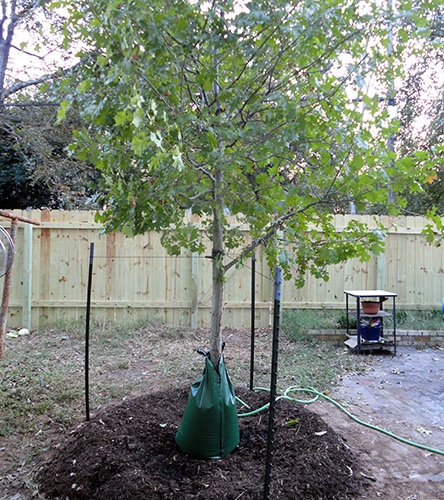 Menanam pokok oak