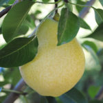 Kieffer pear variety