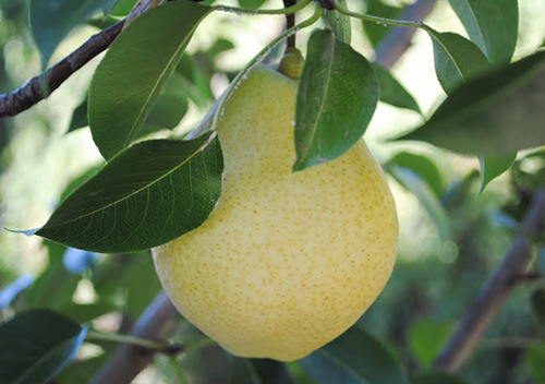 Kieffer pear variety