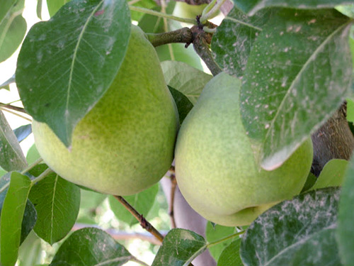 Kieffer pear variety